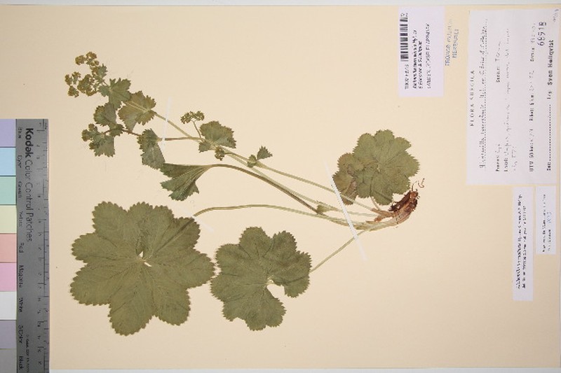 Alchemilla taernaensis photo 3