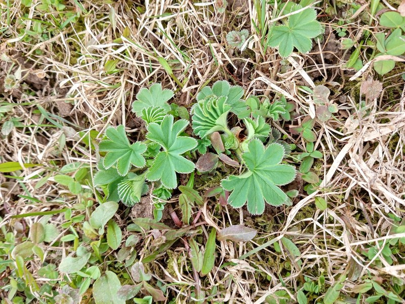 Alchemilla tatricola