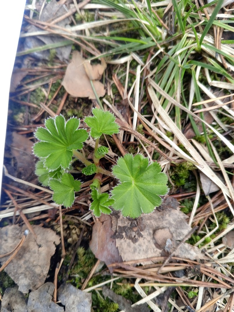 Alchemilla tatricola photo 2