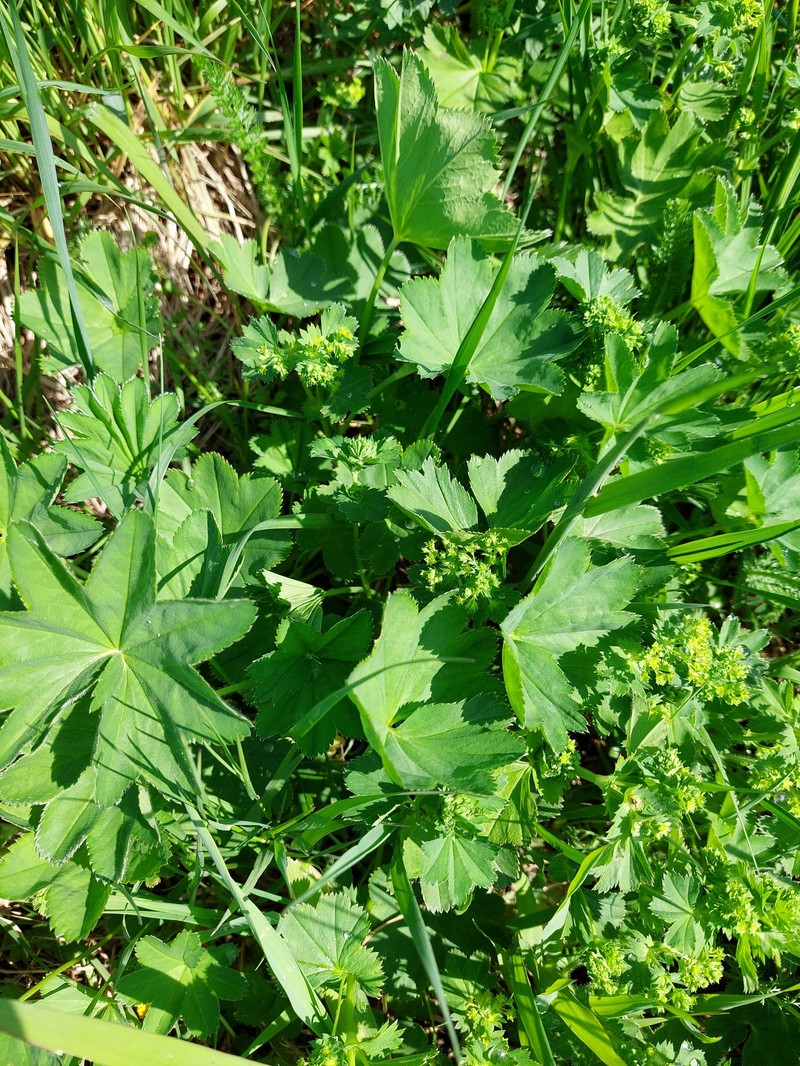 Alchemilla tatricola photo 3
