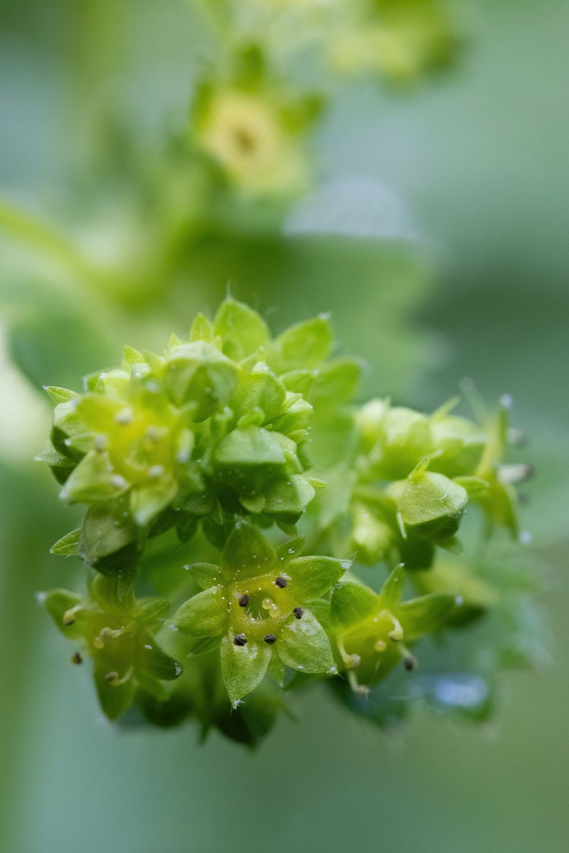 Alchemilla tatricola photo 4
