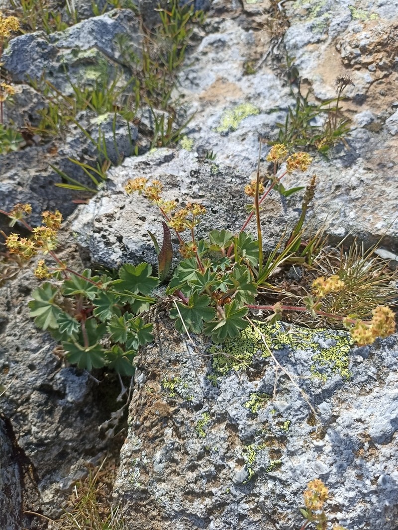 Alchemilla taurica photo 2