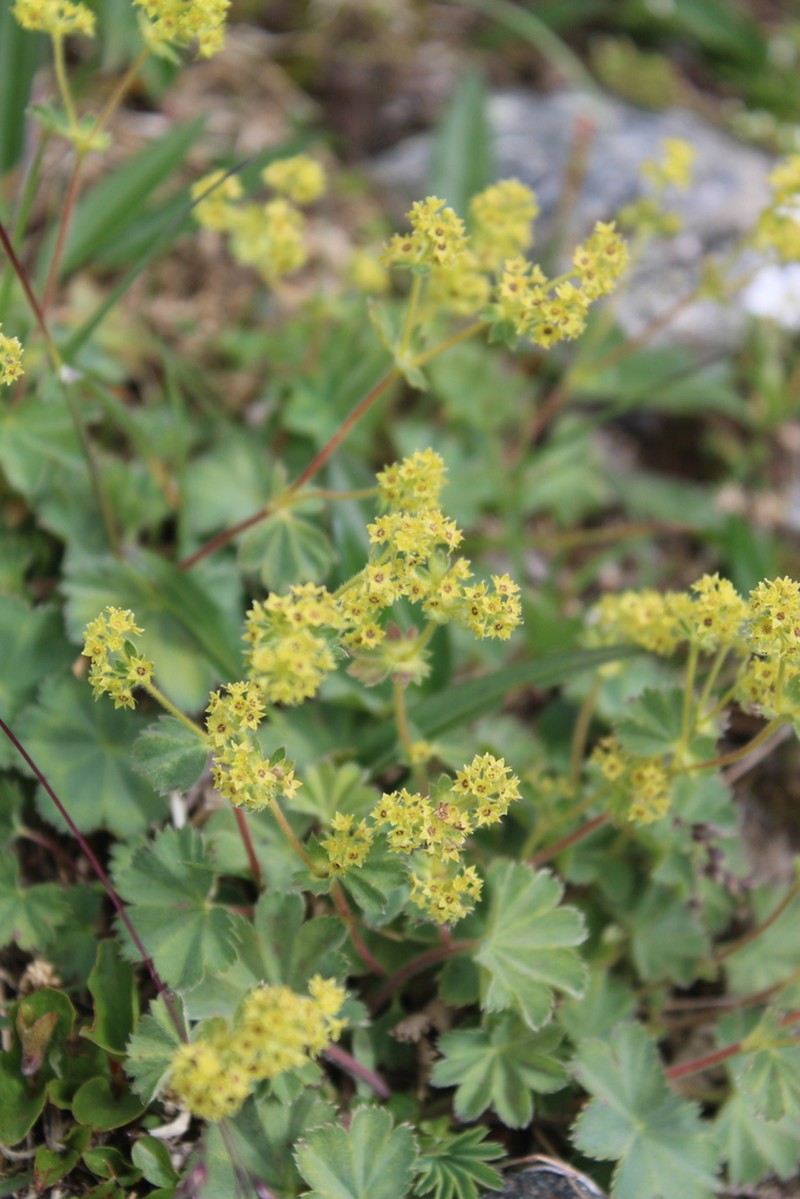 Alchemilla taurica photo 3