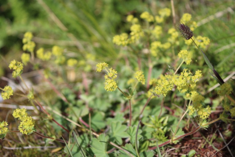 Alchemilla taurica photo 8