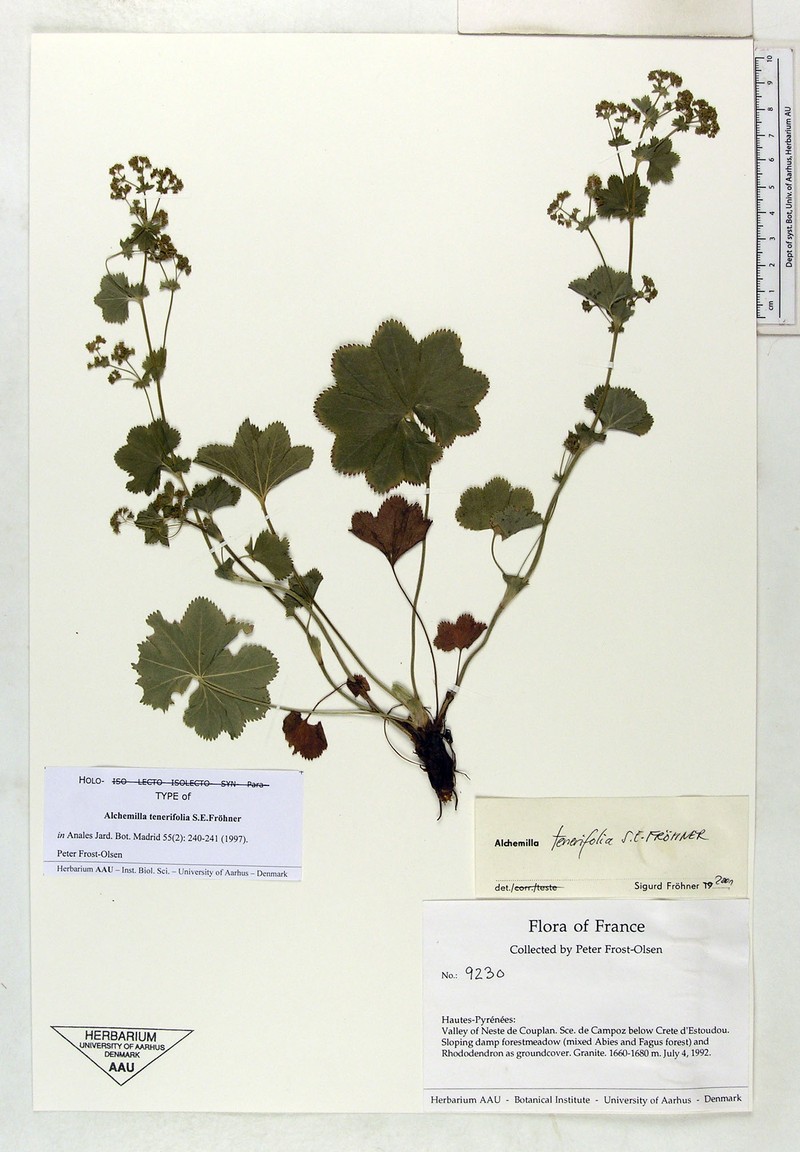 Alchemilla tenerifolia