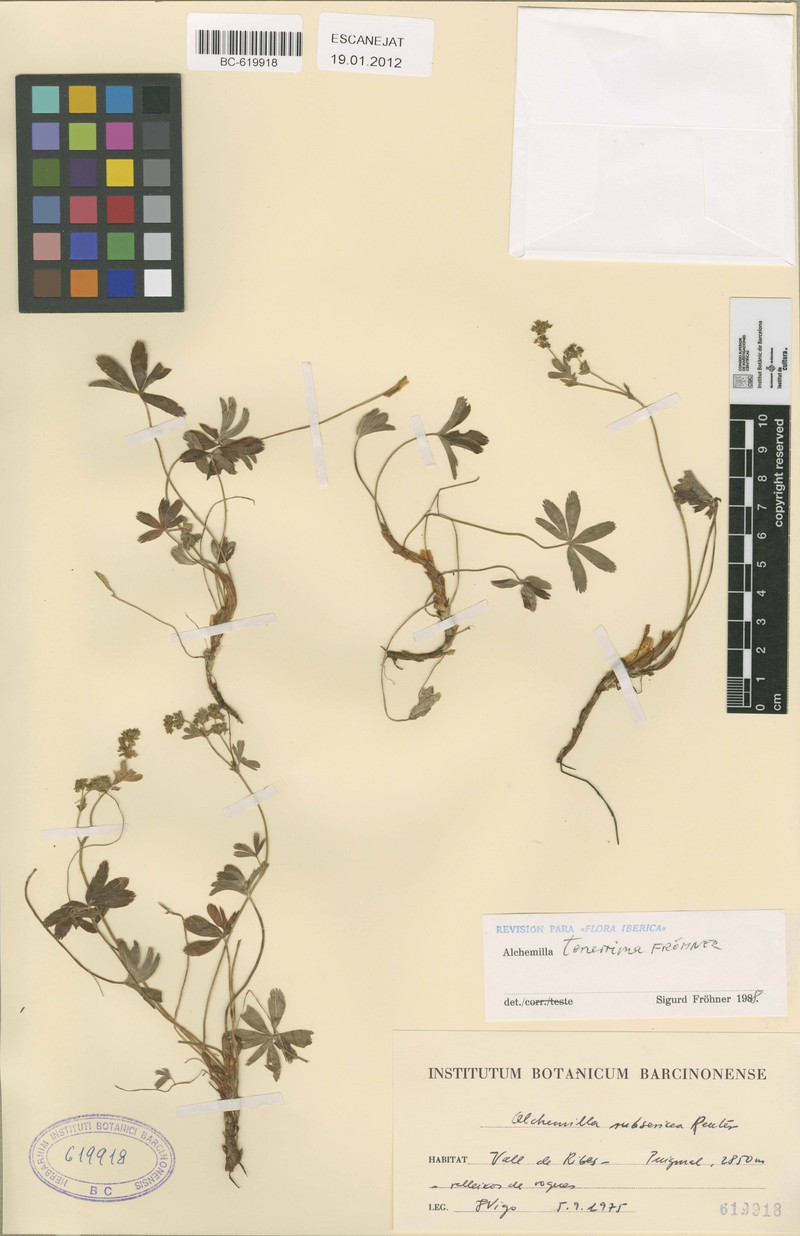 Alchemilla tenerrima