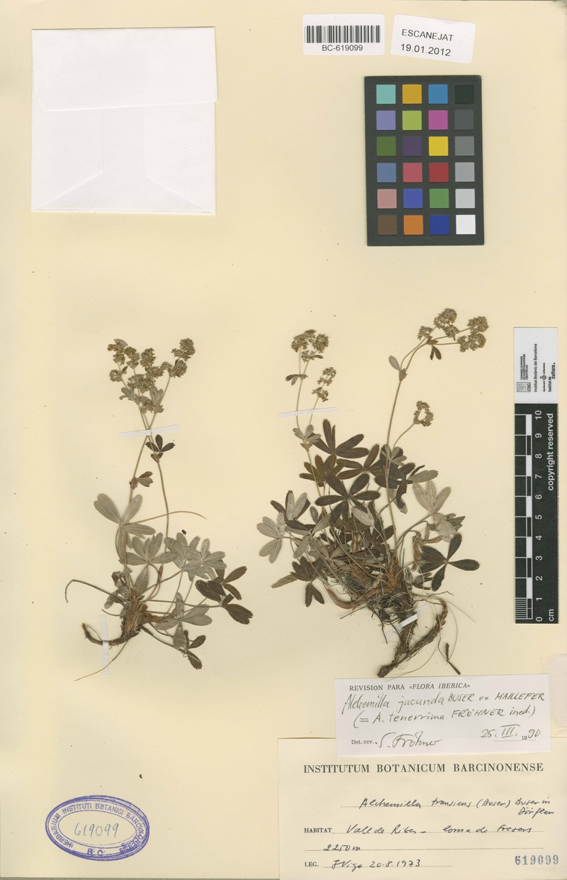 Alchemilla tenerrima photo 2