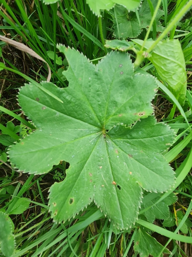 Alchemilla tichomirovii photo 2