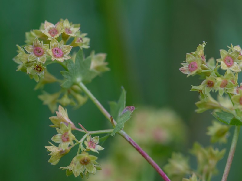 Alchemilla tichomirovii photo 3
