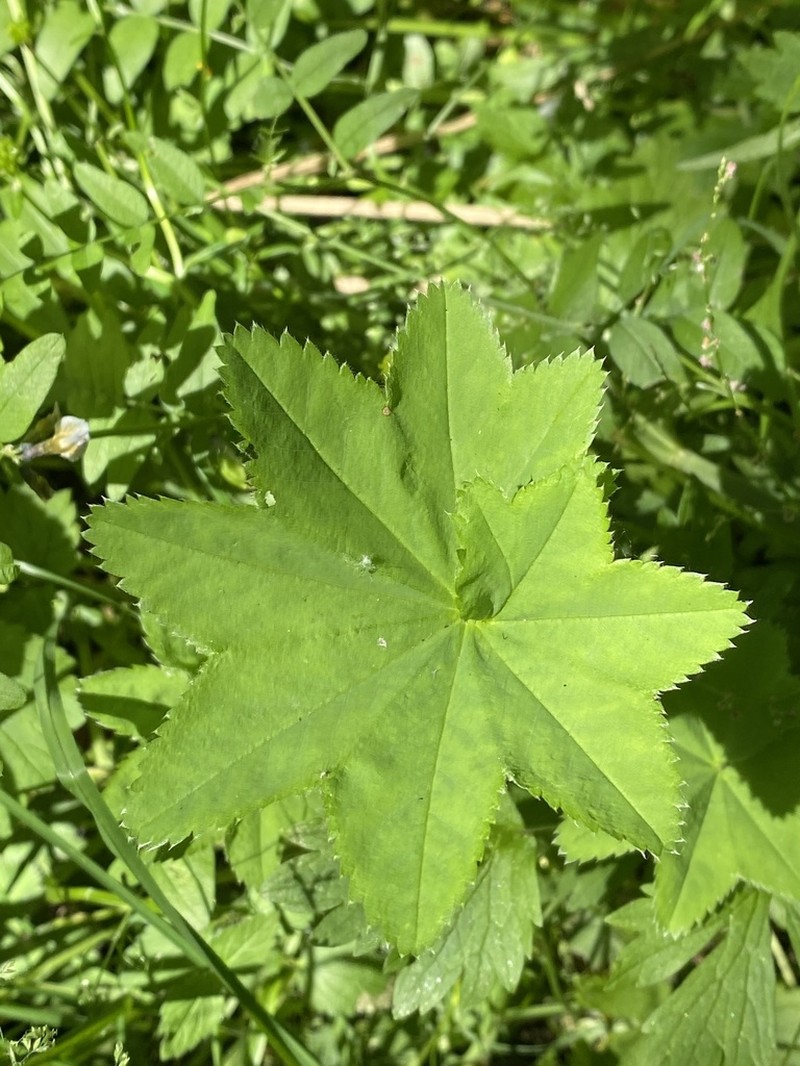 Alchemilla tichomirovii photo 4