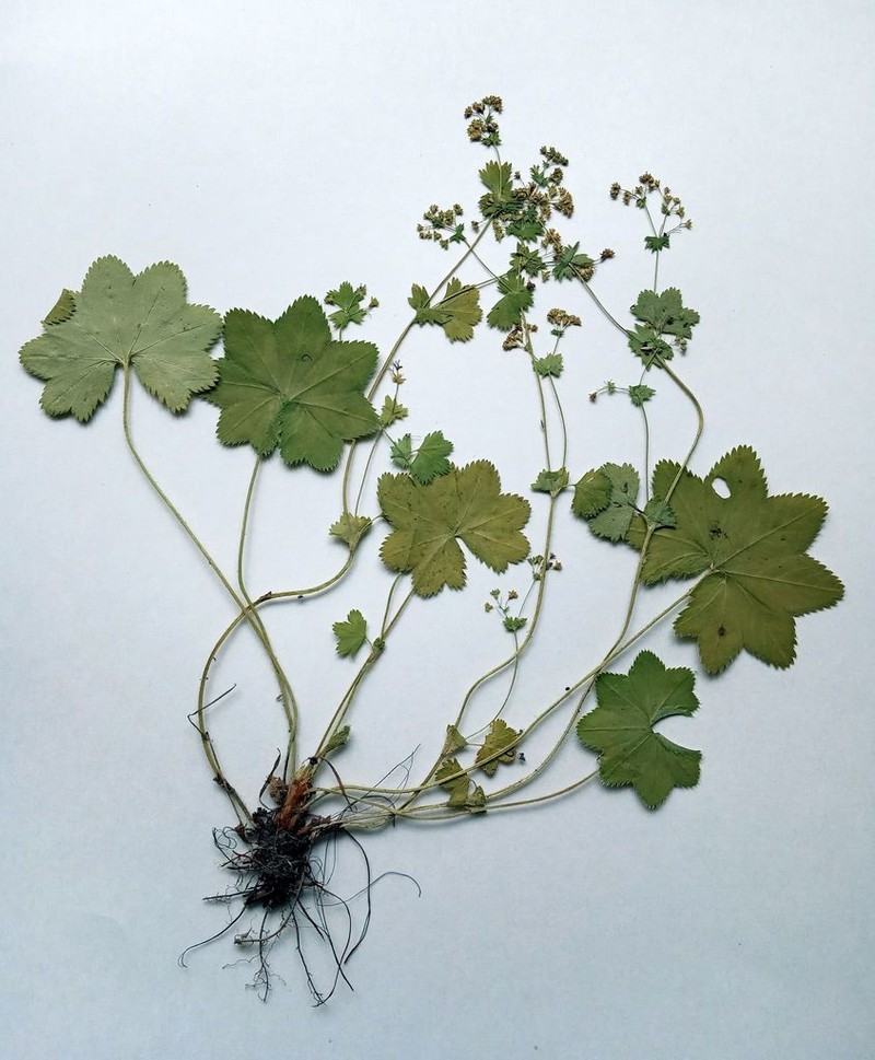 Alchemilla tichomirovii photo 5