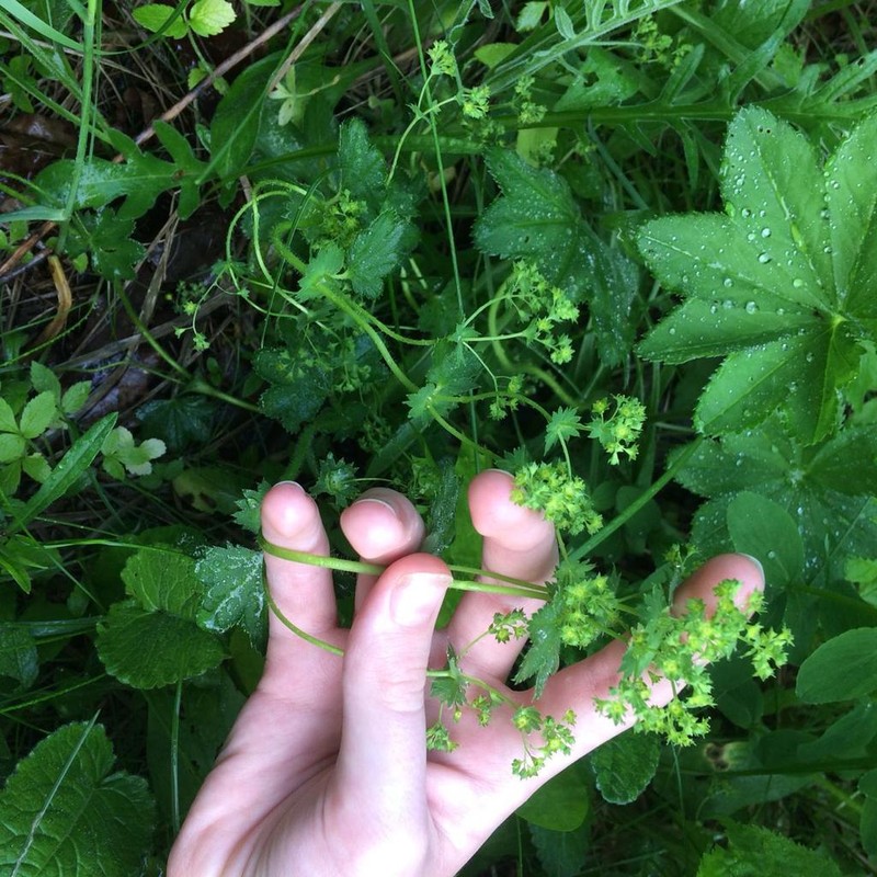Alchemilla tichomirovii photo 6