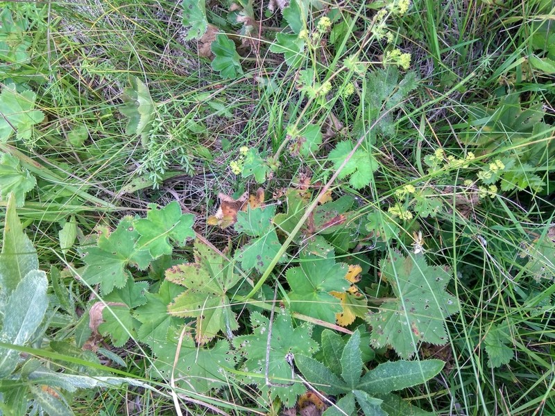 Alchemilla tichomirovii photo 7