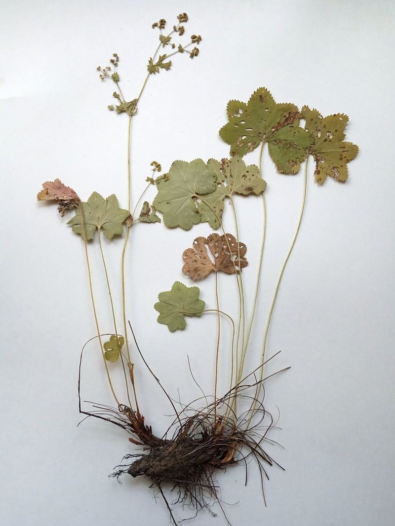 Alchemilla tichomirovii photo 8