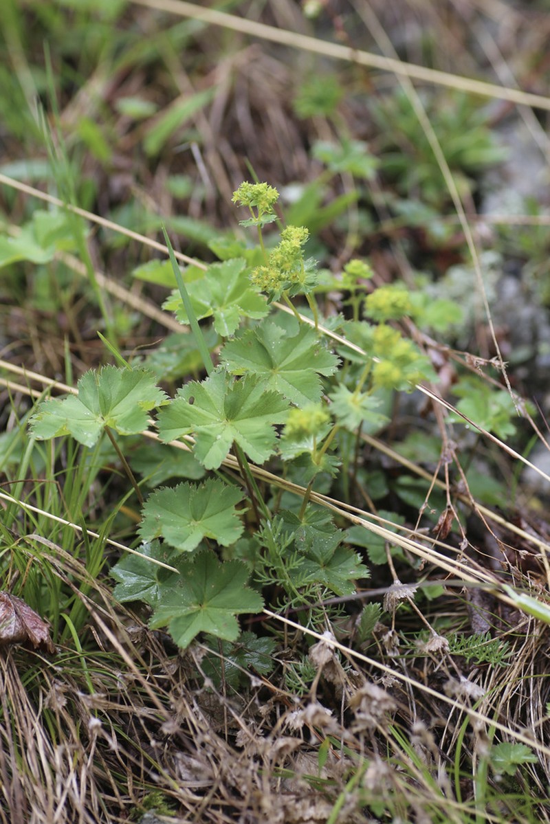 Alchemilla transcaucasica