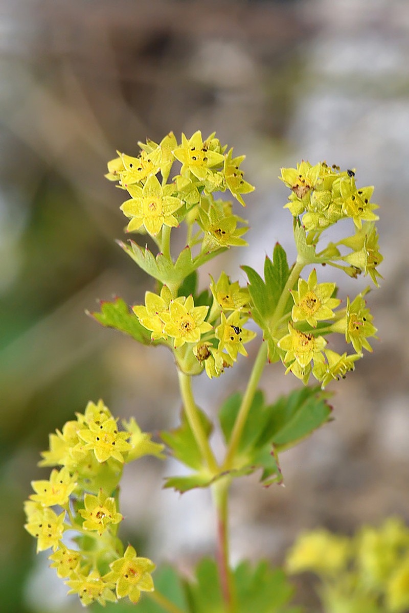 Alchemilla transcaucasica photo 2