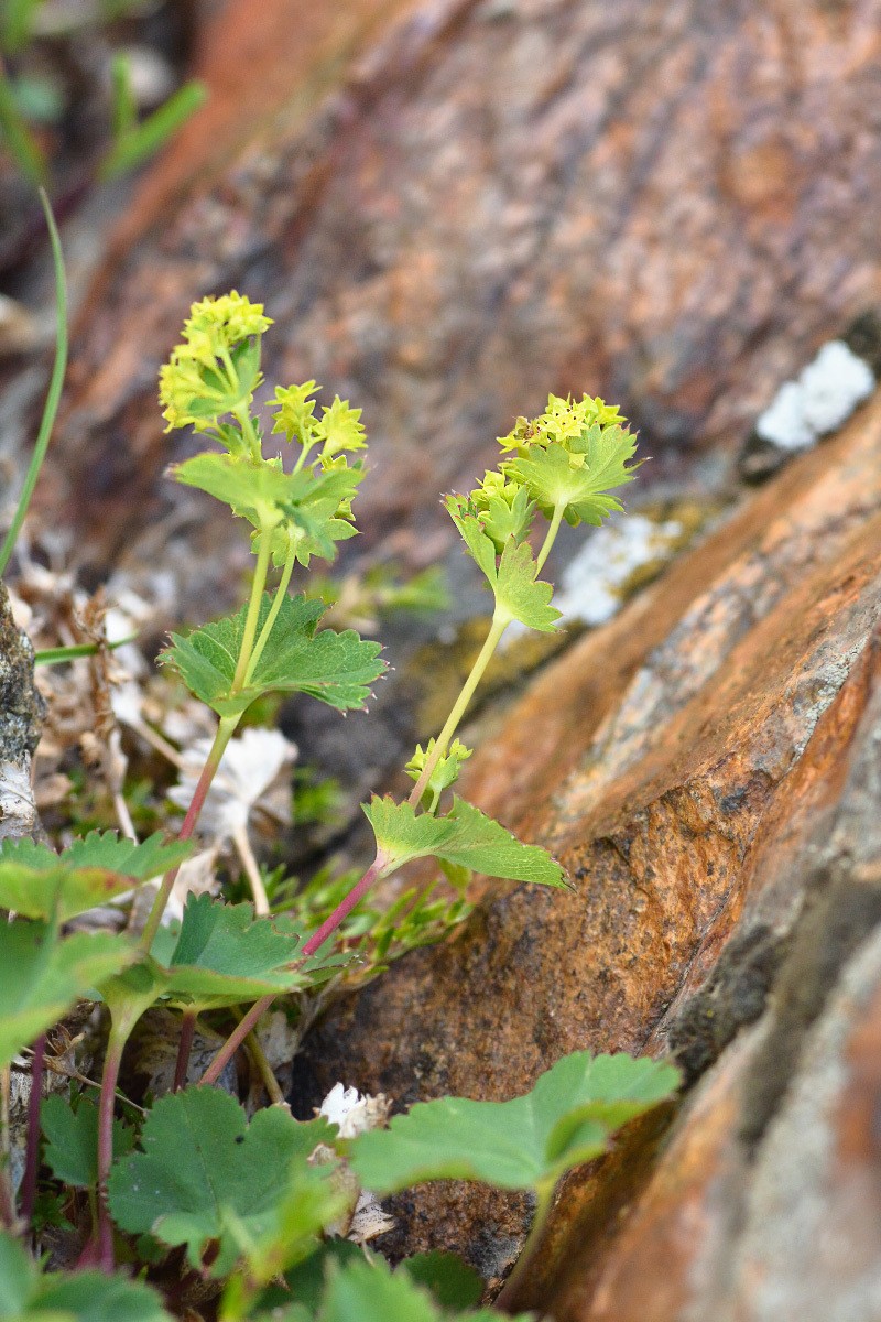 Alchemilla transcaucasica photo 3