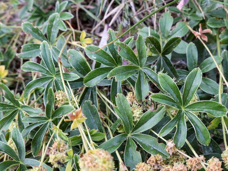 Alchemilla transiens