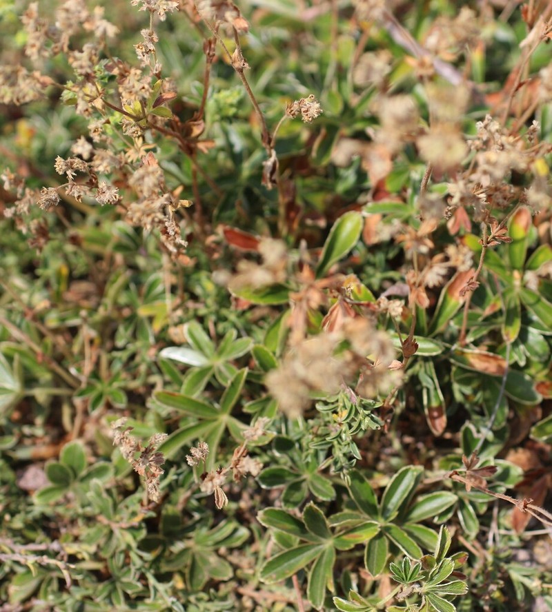 Alchemilla transiens photo 2