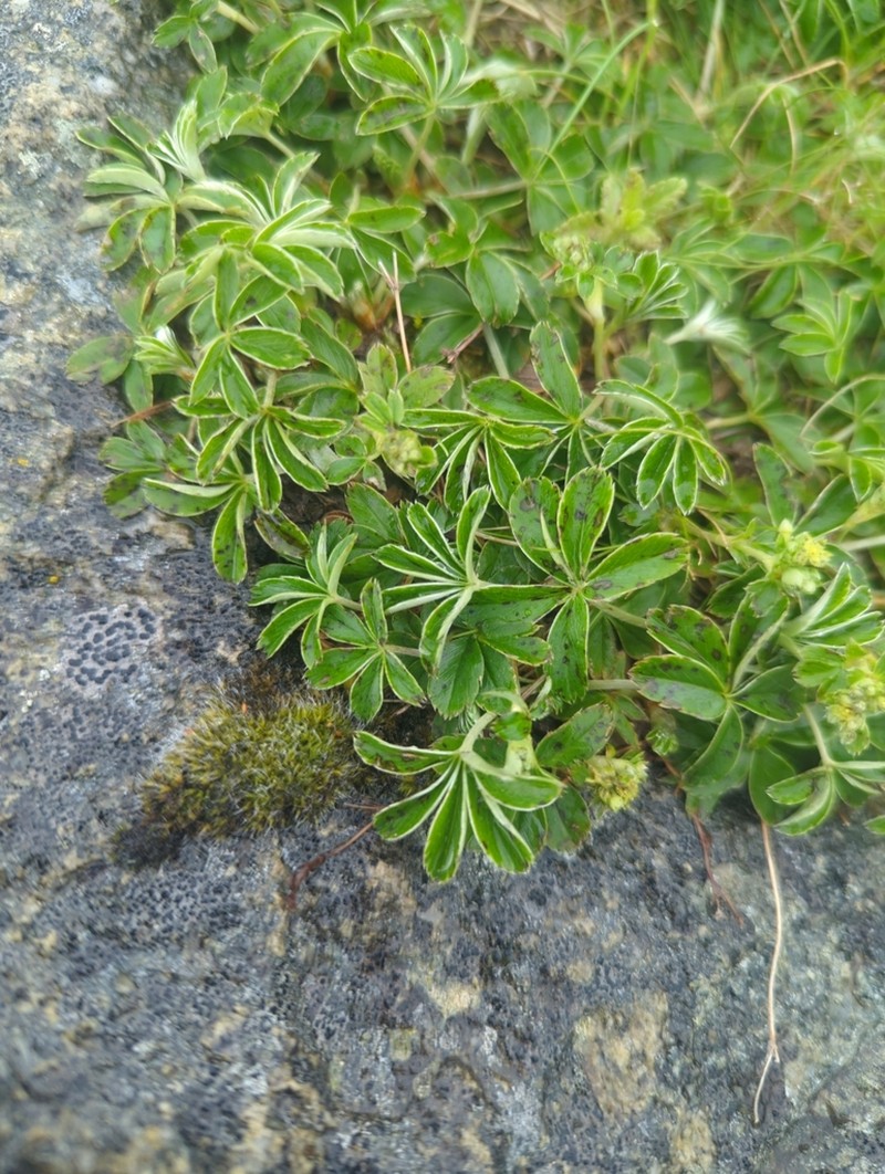 Alchemilla transiens photo 3