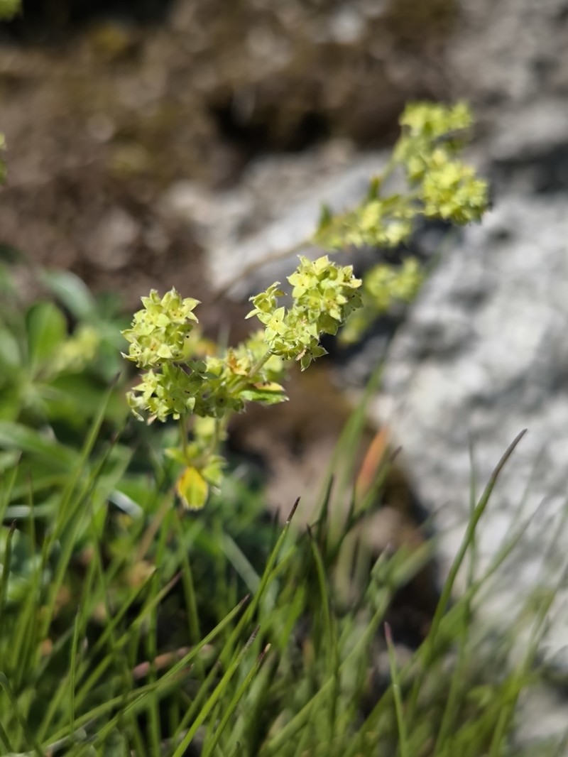 Alchemilla transiens photo 5