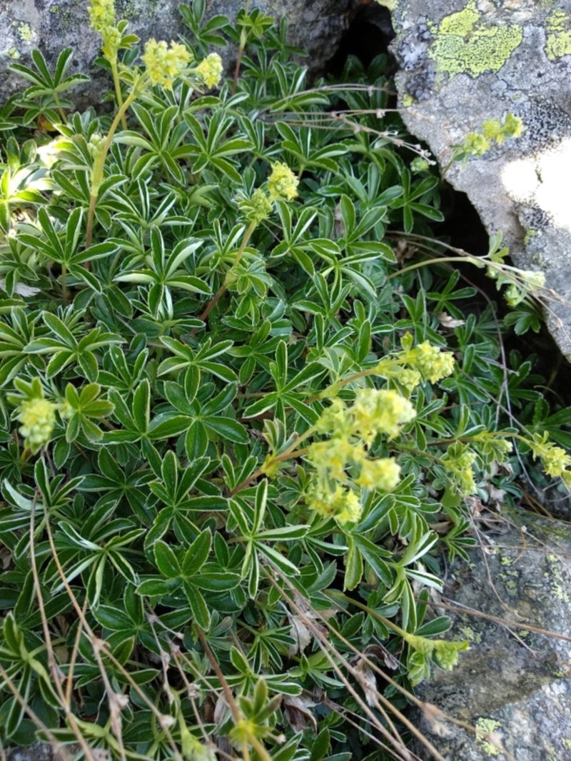 Alchemilla transiens photo 6