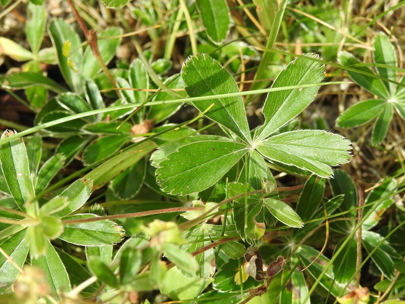 Alchemilla transiens photo 7