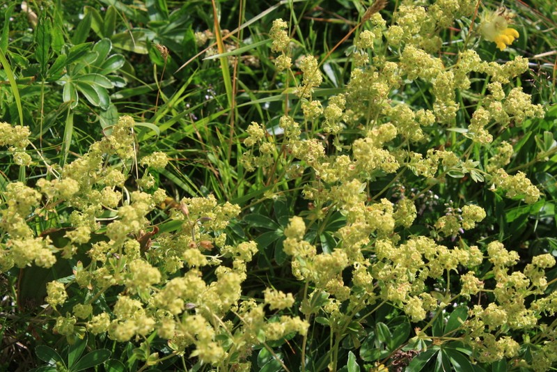 Alchemilla transiens photo 8