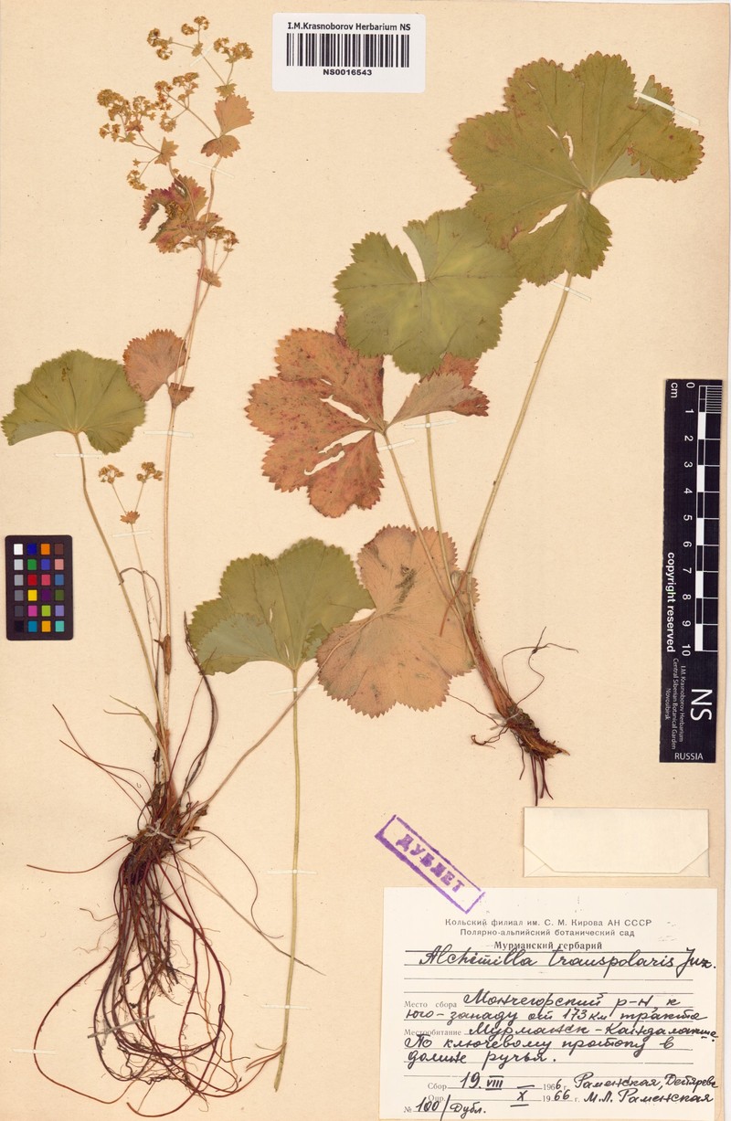 Alchemilla transpolaris