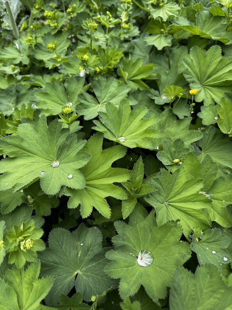 Alchemilla tredecimloba
