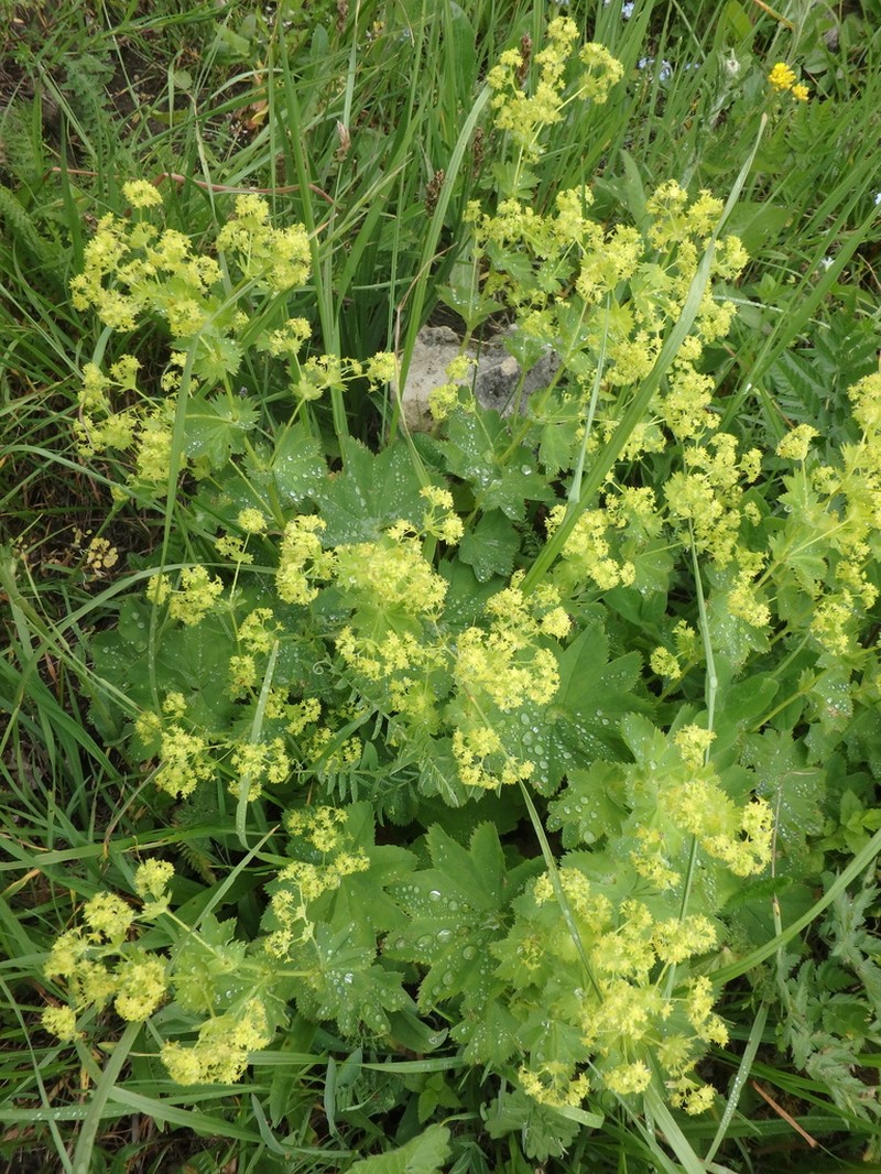 Alchemilla tredecimloba photo 2