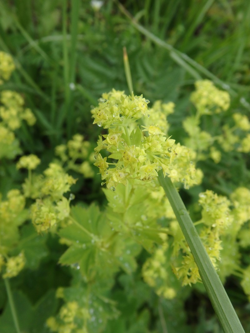 Alchemilla tredecimloba photo 3