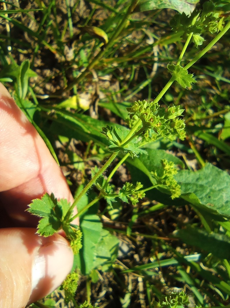 Alchemilla trichocrater