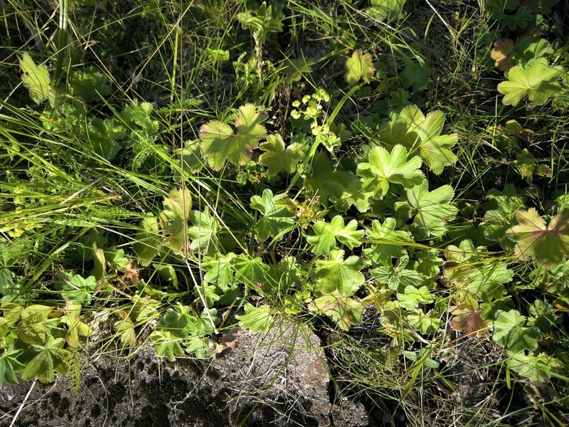 Alchemilla trichocrater photo 2