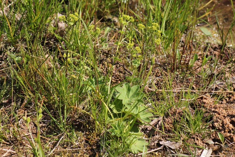 Alchemilla trichocrater photo 3