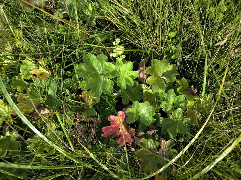 Alchemilla trichocrater photo 4