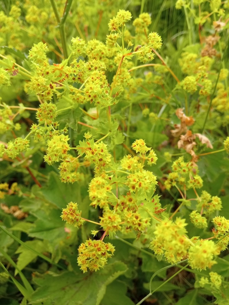 Alchemilla trichocrater photo 5