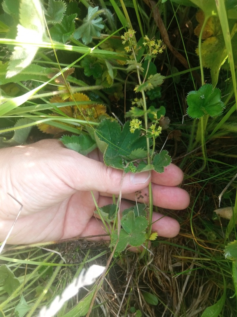 Alchemilla trichocrater photo 6