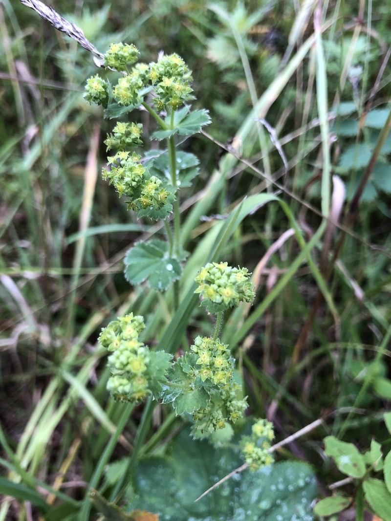 Alchemilla trichocrater photo 7