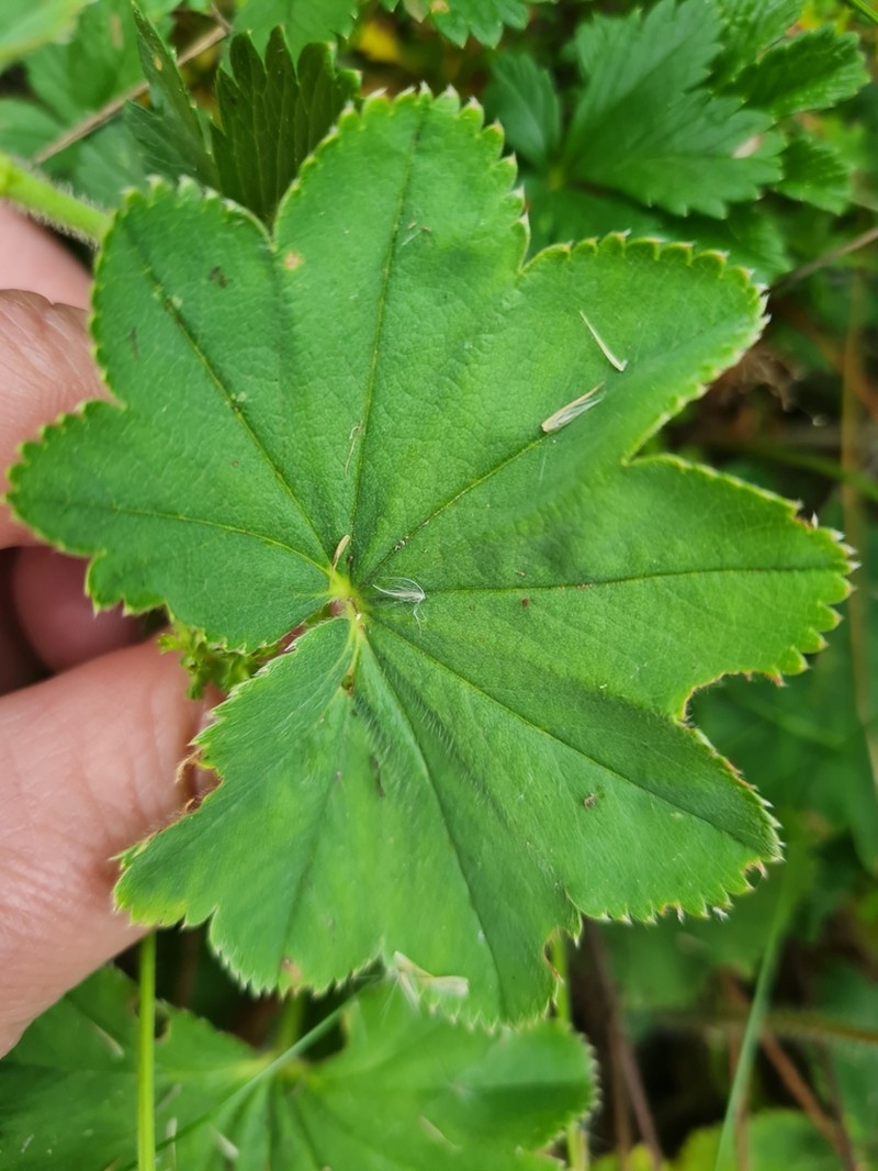 Alchemilla trichocrater photo 8