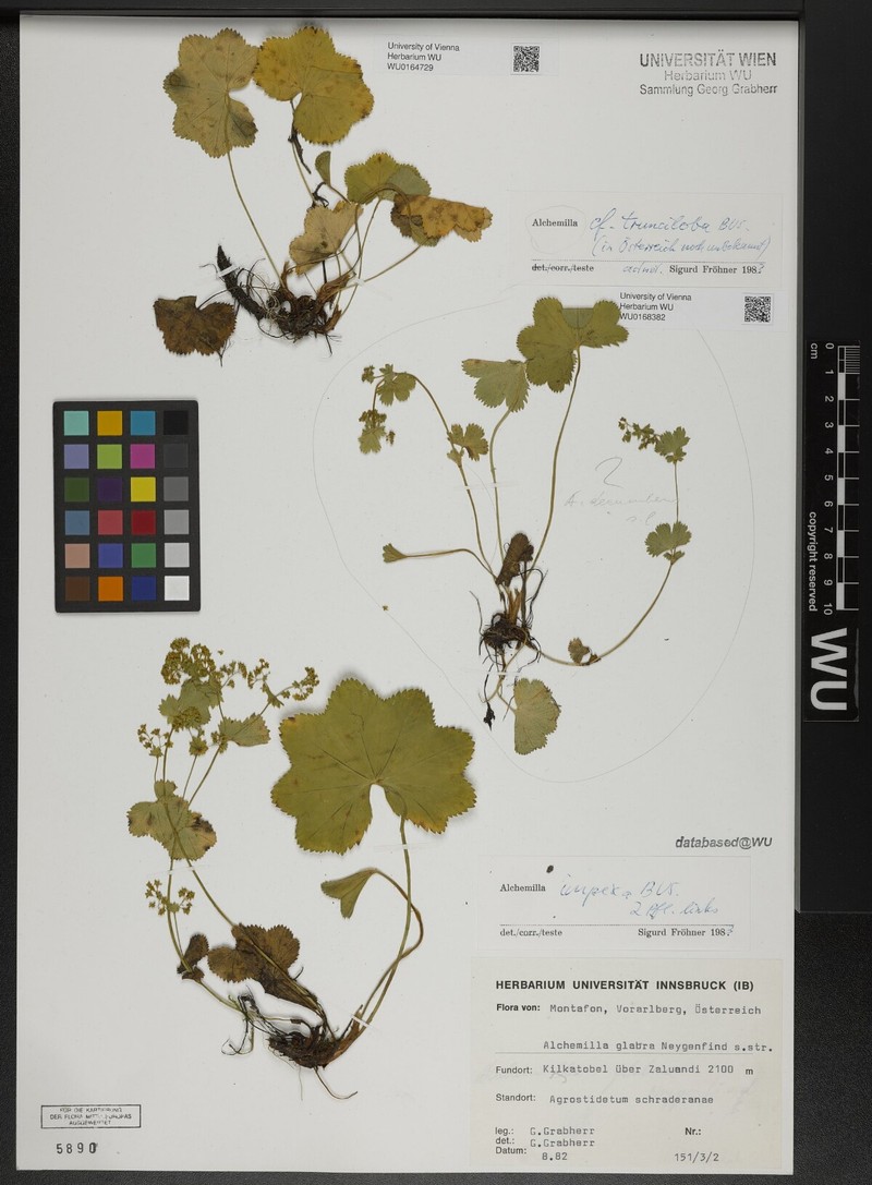 Alchemilla trunciloba