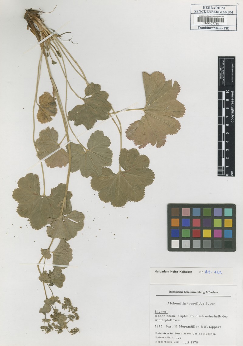 Alchemilla trunciloba photo 2