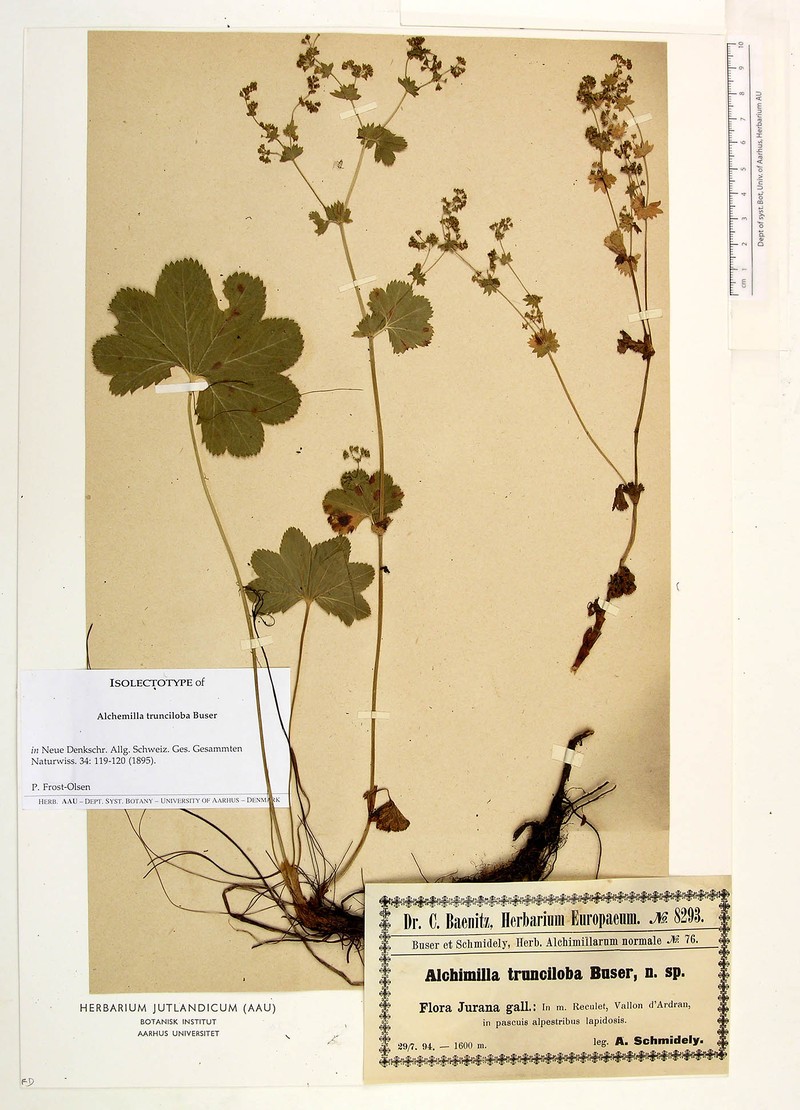 Alchemilla trunciloba photo 3