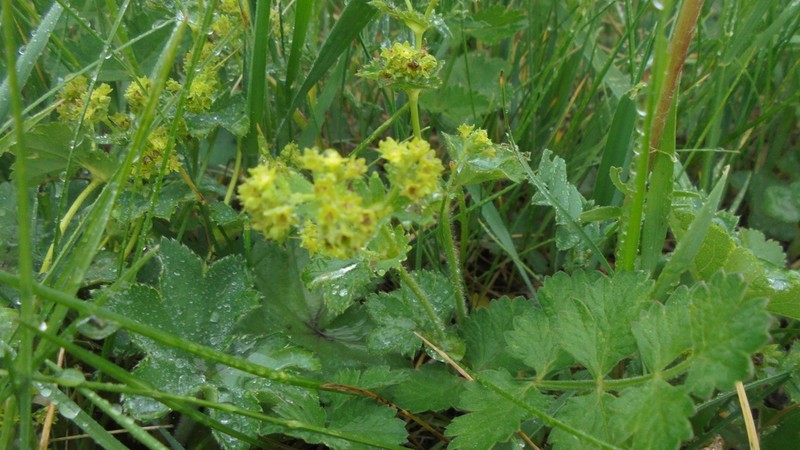Alchemilla tubulosa