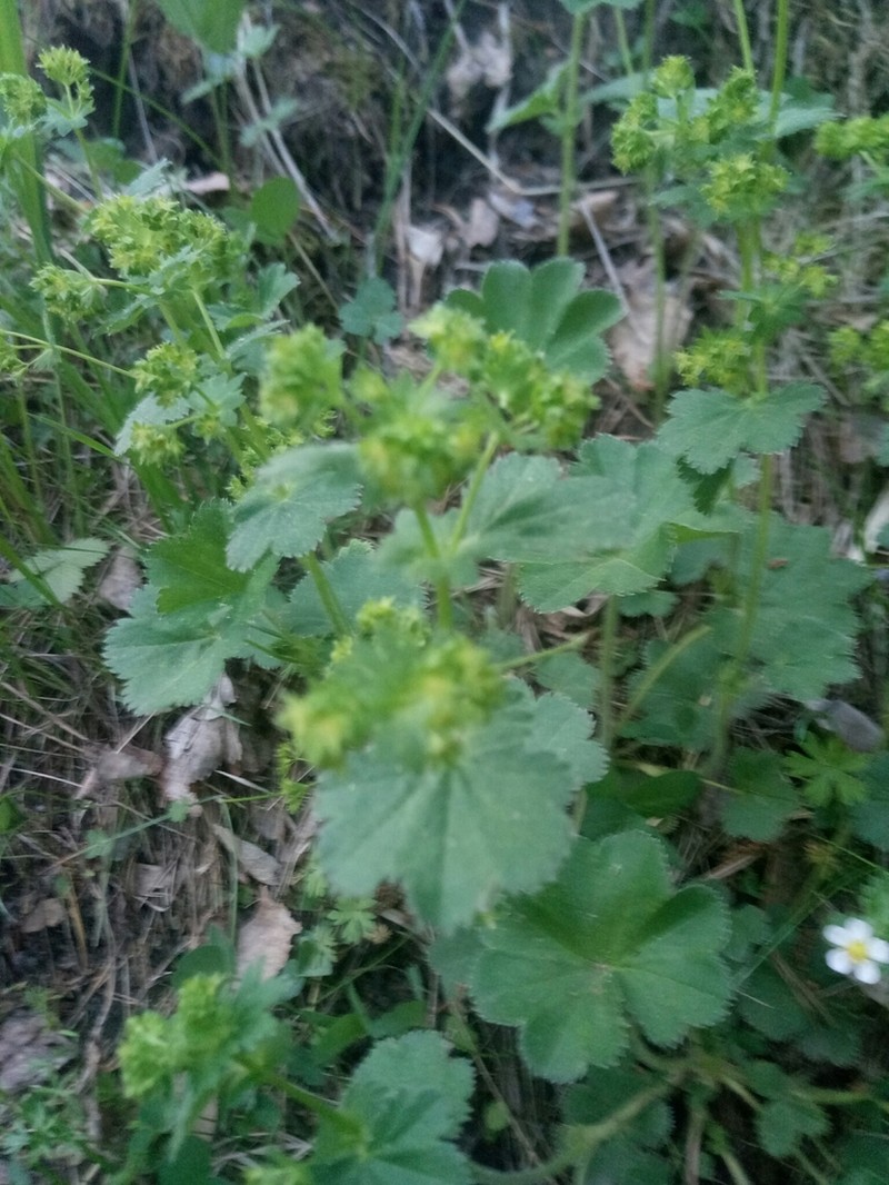Alchemilla tubulosa photo 2