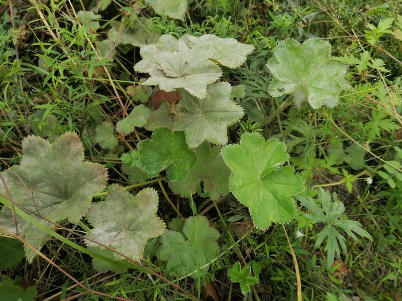 Alchemilla tubulosa photo 3