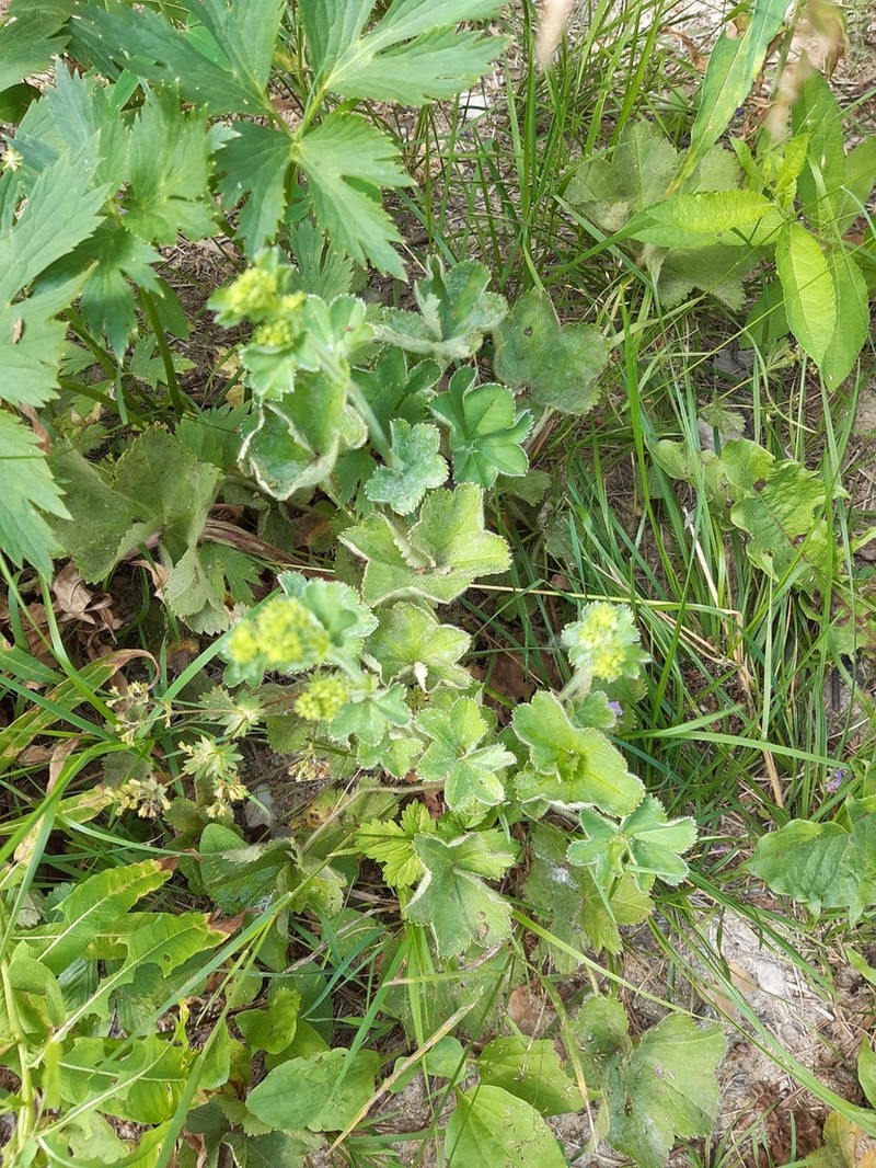 Alchemilla tubulosa photo 4