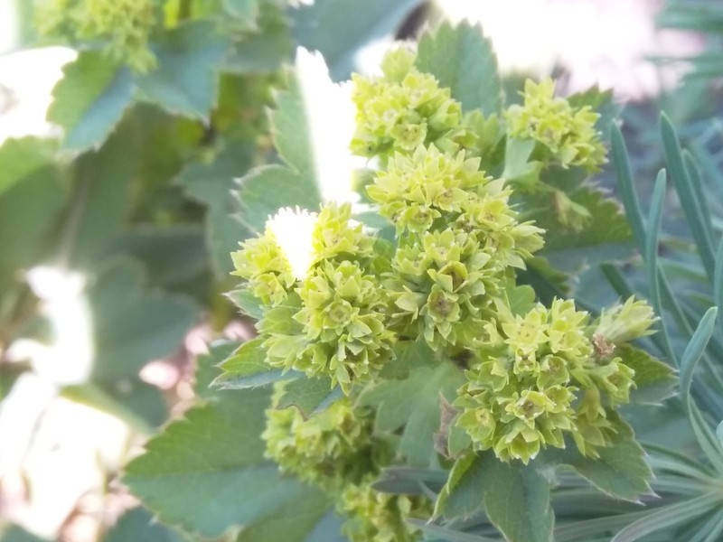 Alchemilla tubulosa photo 5