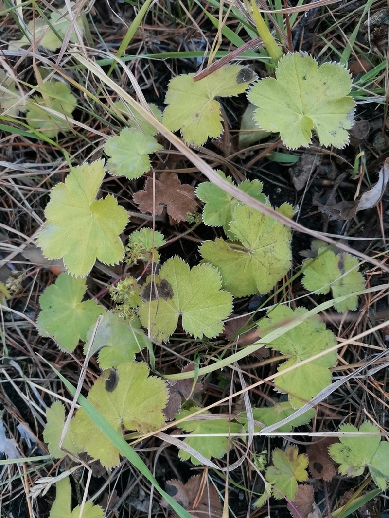 Alchemilla tubulosa photo 6