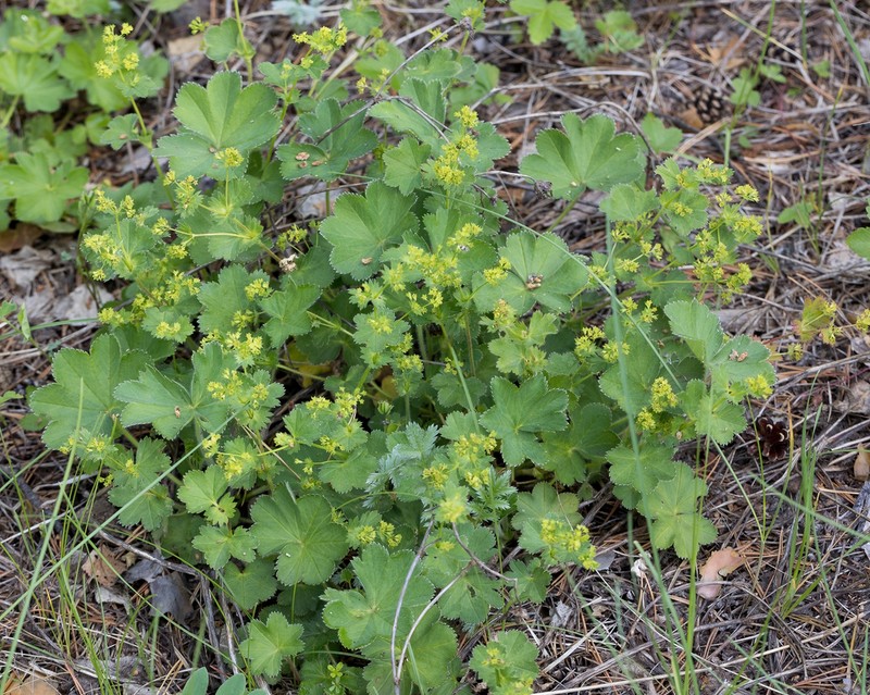 Alchemilla tubulosa photo 7